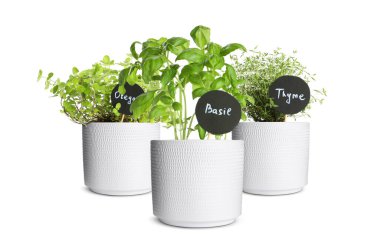 Beyaz tencerelerde etiketli farklı yeşil otlar.