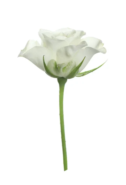 Schöne Rose Mit Zarten Blütenblättern Isoliert Auf Weiß — Stockfoto