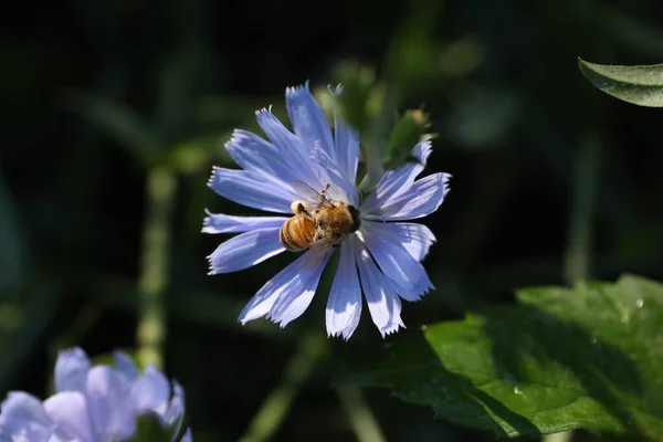 Honeybee Collecting Nectar Chicory Flower Outdoors Closeup — Stock Photo, Image