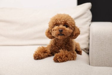 Tatlı Maltipoo köpeği rahat koltukta dinleniyor. Sevimli hayvan