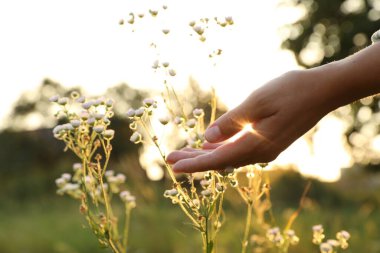 Çayırda yürüyen ve gün batımında güzel beyaz çiçeklere dokunan bir kadın.