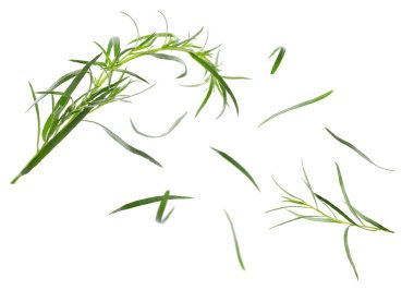 Taze yeşil tarhun beyaz arkaplana düşüyor