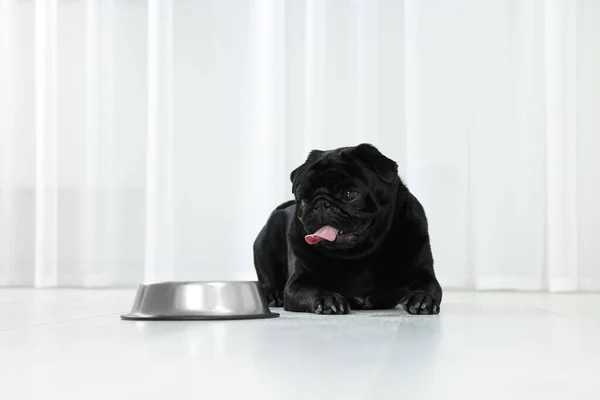 Cute Pug dog eating from metal bowl in room, space for text