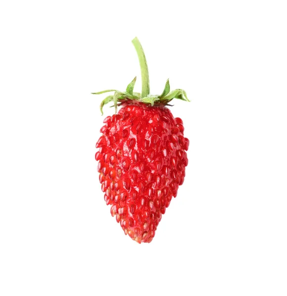 一个成熟的野草莓 用白色隔开 — 图库照片
