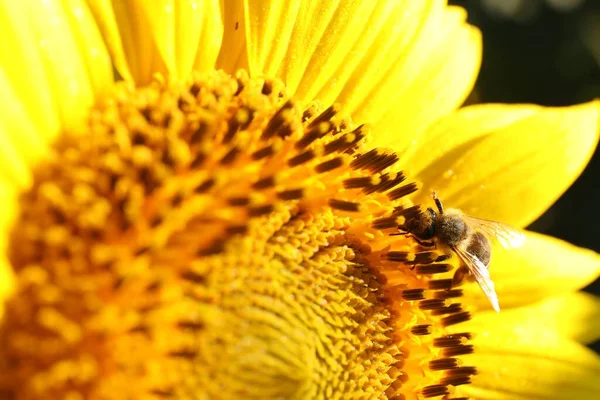 Včela Sbírající Nektar Slunečnice Venku Detailní Záběr — Stock fotografie