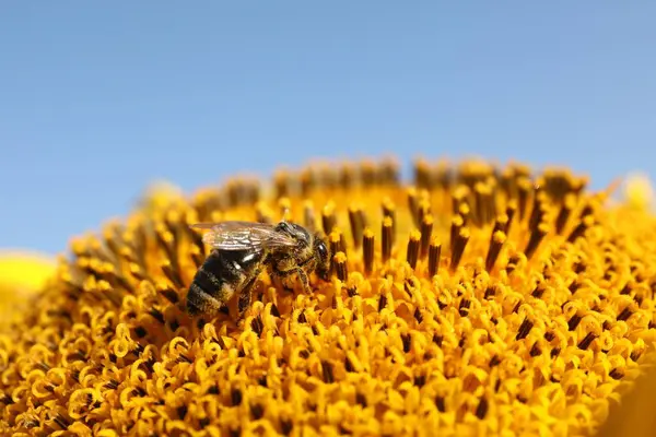Honeybee Recoger Néctar Girasol Contra Cielo Azul Claro Primer Plano — Foto de Stock