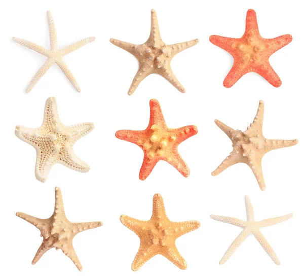 Set Sea Stars Isolated White — Stock Photo, Image