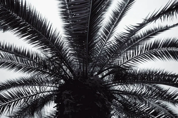 美丽的热带棕榈树叶子 黑白分明的效果 — 图库照片