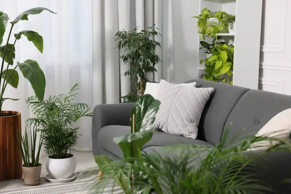 Acogedor Interior Habitación Con Diferentes Plantas Interior Verde Maceta Cómodo — Foto de Stock
