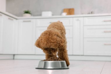 Mutfaktaki metal kaseden beslenen sevimli Maltipoo köpeği. Sevimli hayvan