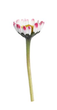 Güzel bellis perennis (papatya) çiçeği beyaz üzerine izole edilmiş