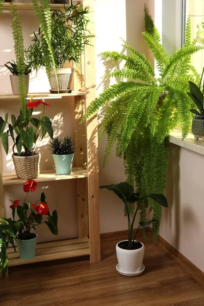 Hermosas Plantas Interior Macetas Cerca Ventana Interior Decoración Casa — Foto de Stock