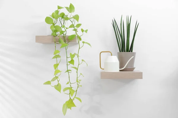 Grüne Zimmerpflanzen Töpfen Und Gießkanne Auf Holzregalen Neben Weißer Wand — Stockfoto