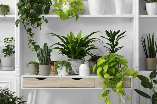 Green Potted Houseplants Table Shelves White Wall — Stock Photo, Image
