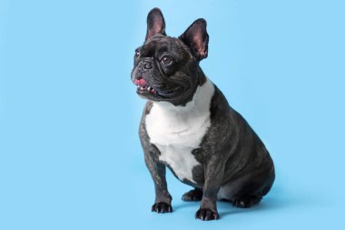 Açık mavi arka planda sevimli Fransız Bulldog 'u. Sevimli hayvan
