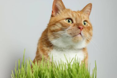 Tatlı zencefilli kedi ve yeşil çimenler açık gri duvarın yanında