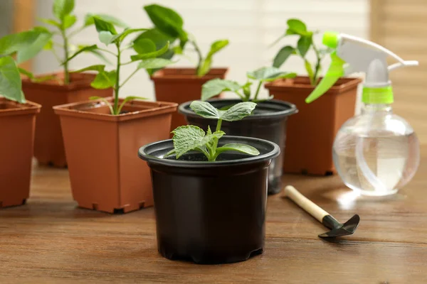 Seedlings growing in plastic containers with soil, gardening shovel and spray bottle on wooden table