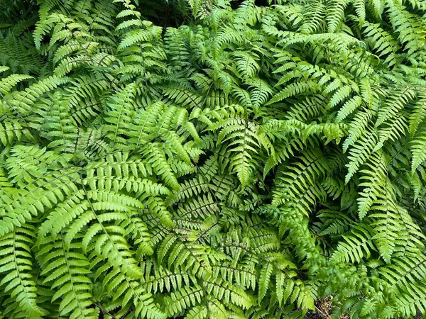 Beautiful Fern Plants Growing Outdoors Summer Day — Stock Photo, Image