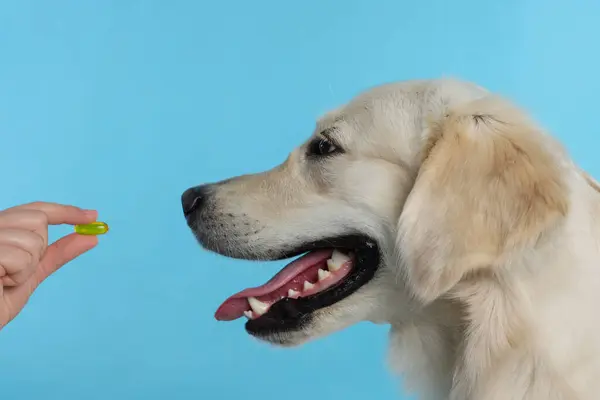 Mulher Dando Pílula Para Cão Bonito Labrador Retriever Fundo Azul — Fotografia de Stock