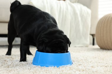 Tatlı Pug köpeği odada plastik kaseden yiyor, mesaj atmak için yer var.