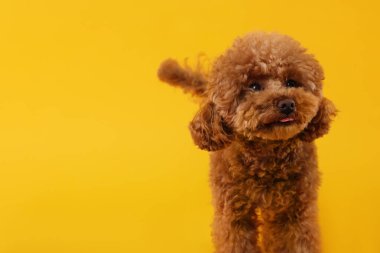 Turuncu arka planda sevimli Maltipoo köpeği, mesaj için yer var. Sevimli hayvan