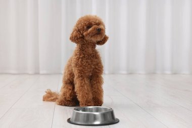 Evdeki yemek kasesinin yanında sevimli bir Maltipoo köpeği var. Sevimli hayvan