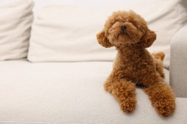 Tatlı Maltipoo köpeği rahat koltukta dinleniyor, mesaj için yer var. Sevimli hayvan