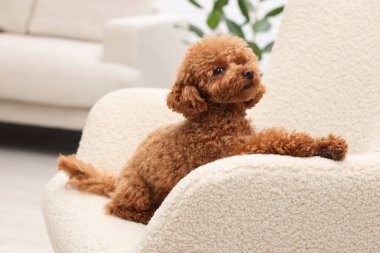 Evdeki koltukta dinlenen sevimli Maltipoo köpeği. Sevimli hayvan