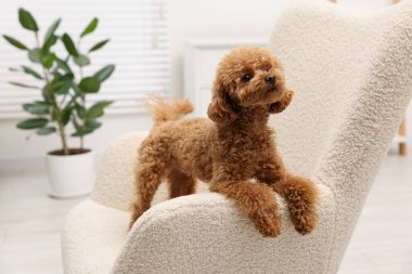 Evdeki rahat koltukta sevimli Maltipoo köpeği. Sevimli hayvan