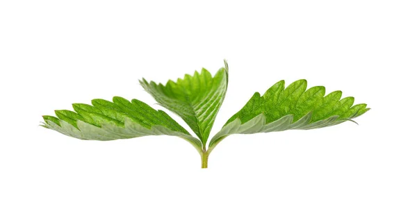 Green Wild Strawberry Leaf Isolated White — Stock Photo, Image