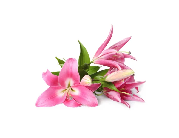 Beautiful Pink Lily Flowers Isolated White — Stock Photo, Image