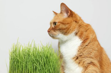 Tatlı zencefilli kedi ve yeşil çimenler açık gri duvarın yanında