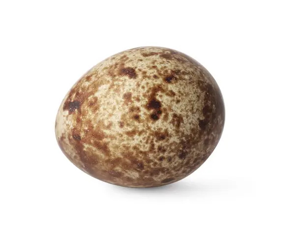 Uovo Quaglia Maculato Isolato Bianco — Foto Stock