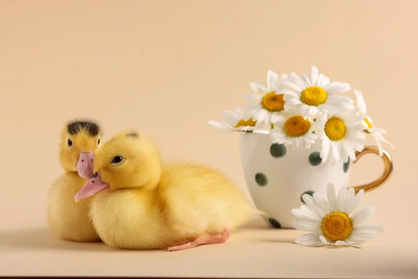 Baby animals. Cute fluffy ducklings near flowers on beige background