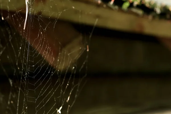 Spinnweben Auf Holzbauten Freien Nahaufnahme Raum Für Text — Stockfoto