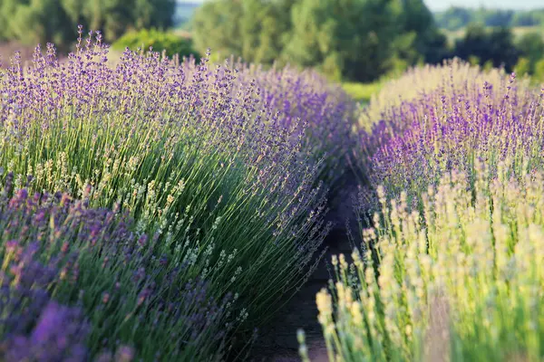 Vacker Utsikt Över Blommande Lavendel Växer Fält — Stockfoto