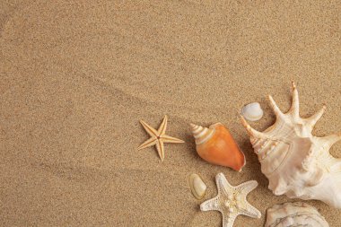 Güzel deniz yıldızları ve kumdaki deniz kabukları, düz uzanmış. Metin için boşluk