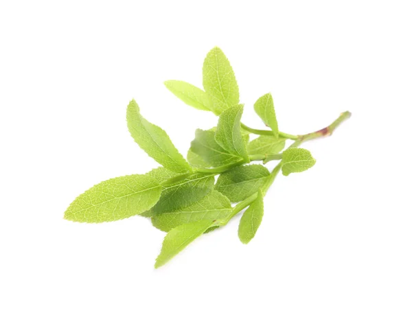 Κλαδιά Μύρτιλου Φρέσκα Πράσινα Φύλλα Που Απομονώνονται Λευκά — Φωτογραφία Αρχείου