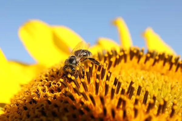 Honeybee Recoger Néctar Girasol Contra Cielo Azul Claro Primer Plano — Foto de Stock