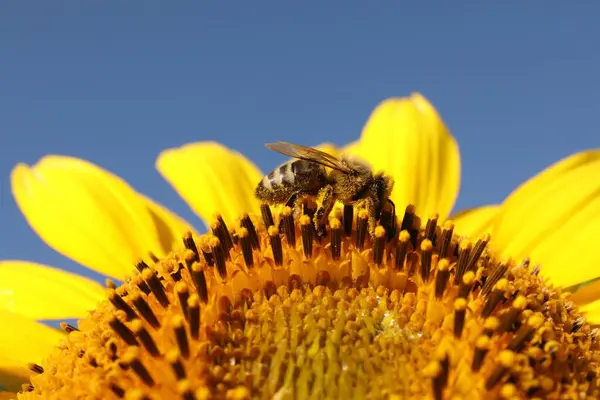 Honeybee Collecting Nectar Sunflower Light Blue Sky Closeup Space Text — Stock Photo, Image