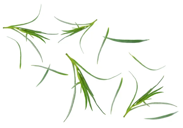 Świeże Zielone Tarragon Spada Białym Tle — Zdjęcie stockowe