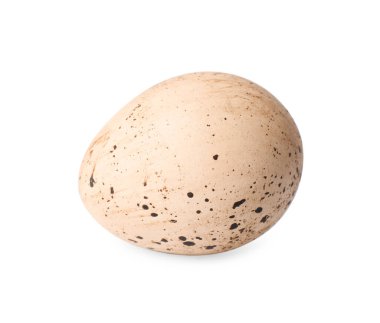 Bir benekli bıldırcın yumurtası beyaza izole edilmiş.