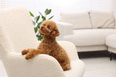 Evdeki koltukta dinlenen sevimli Maltipoo köpeği, mesaj için yer. Sevimli hayvan