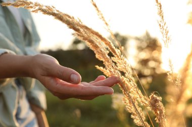 Çayırda yürüyen ve gün batımında sazlığa dokunan kadın, yakın plan.