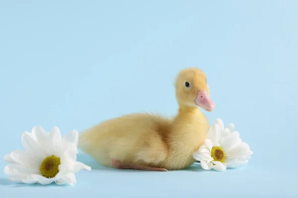 Baby animal. Cute fluffy duckling near flowers on light blue background