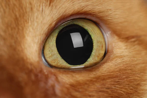 Sevimli Zencefil Evcil Kedi Makro Göz Manzaralı — Stok fotoğraf