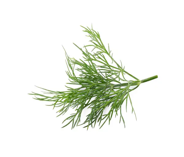 Sprig Fresh Dill Isolated White — Stock Photo, Image