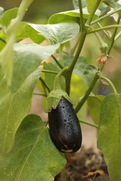 One Ripe Eggplant Water Drops Growing Stem Outdoors — Stock Photo, Image