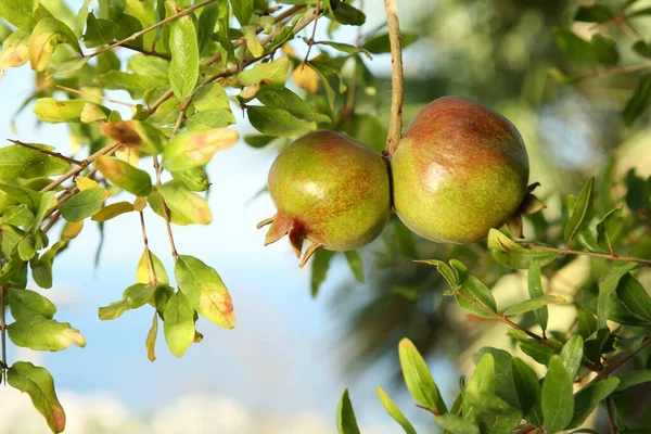 Granátová Jablka Větvi Stromu Zahradě Venku — Stock fotografie