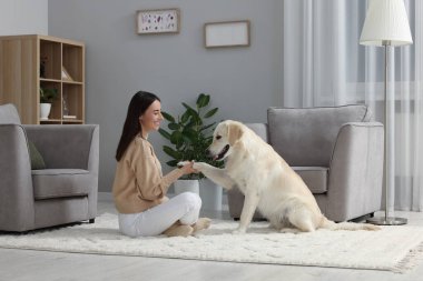 Şirin Labrador Retriever köpeği evde yerde yatan mutlu kadına pençe atıyor. Sevimli hayvan.